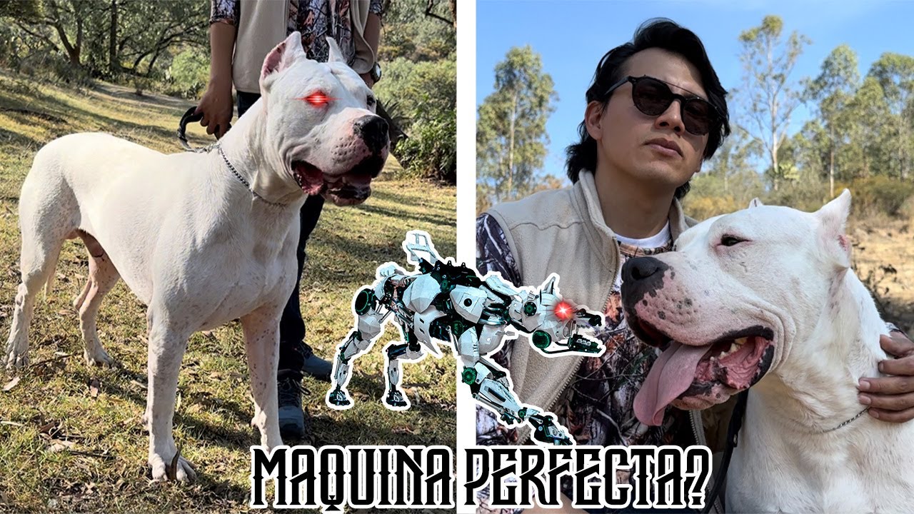 DOGO ARGENTINO: ingeniería canina