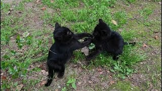 Cute black kittens playing after eating food