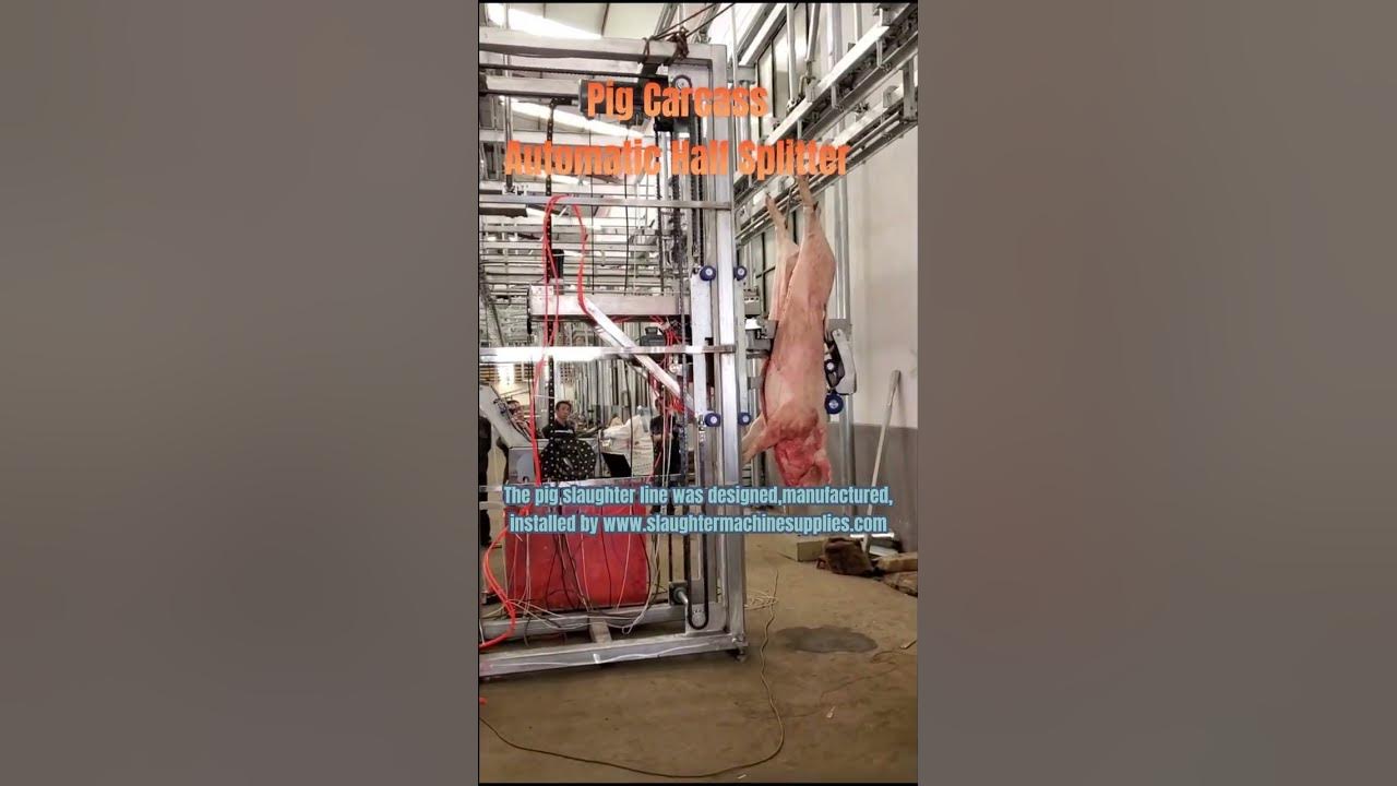 How modern high technology pig carcass automatic half splitter works