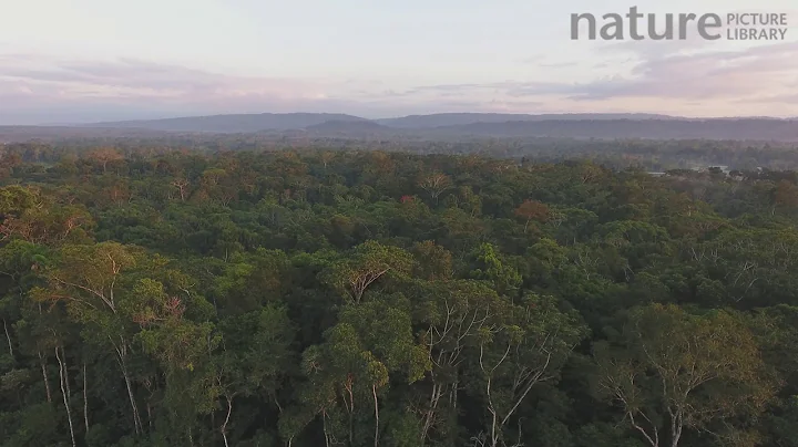Aerial shot ascending over rainforest canopy at dawn, with the Rio Napo in background, a tributary o