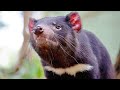 Tiny tasmanian devil pups survive against natures deadliest predators  real wild
