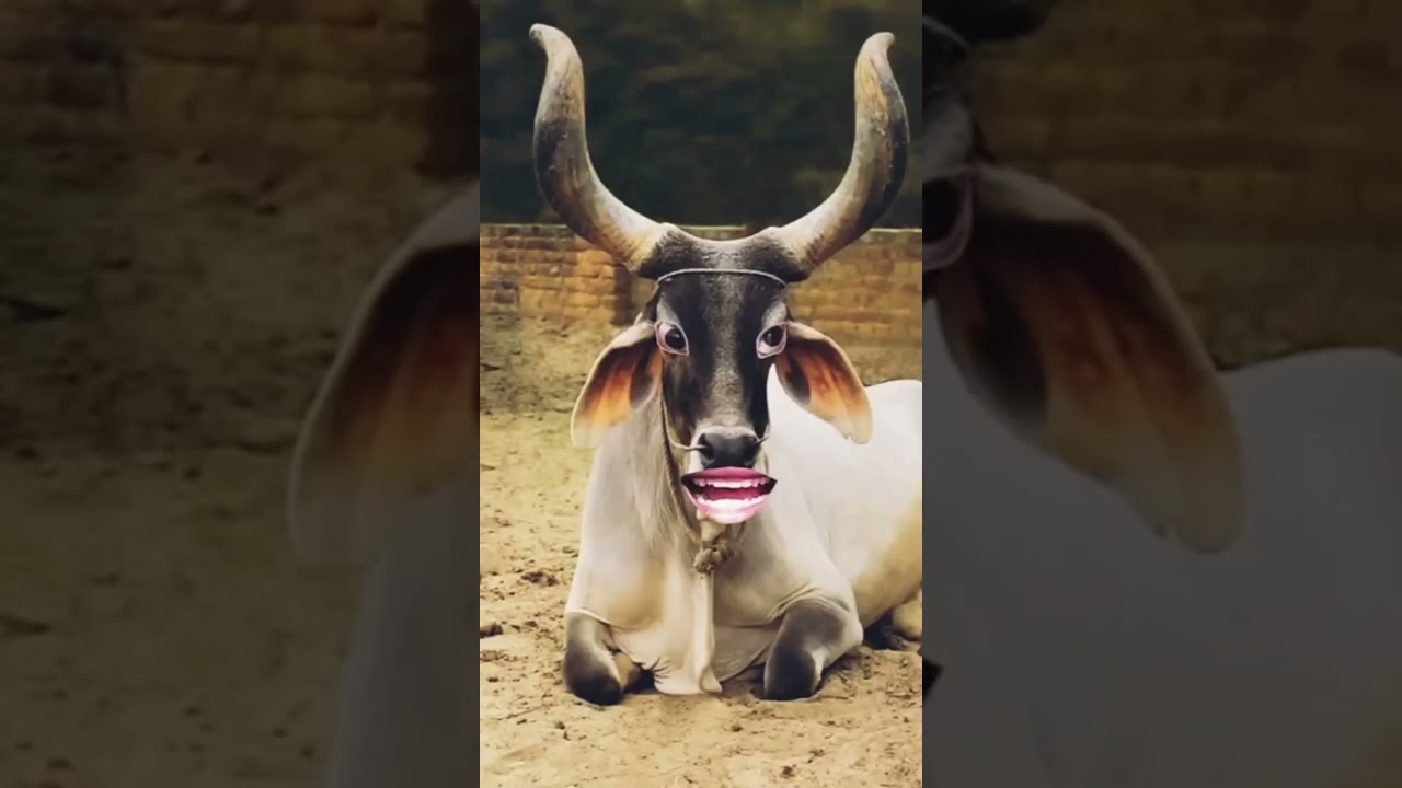 a bhaiya Chin tapak Dam Dam 