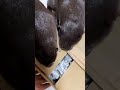Otters Realizing What Has Arrived #Shorts