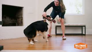 The Best Dog Toys To Save Your Shoes And Sanity Indestructible Dog Toys For Aggressive Chewers