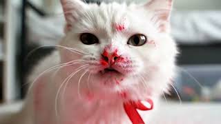 What Happens When Cats Try Strawberries?  #CAT #FUNNY #memes