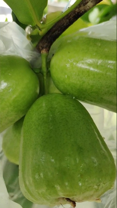 Jambu Termanis Didunia, No Debat #shorts #jambu #jambuair #jambukiojok #jambuairkiojok