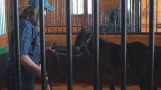 Halter breaking a stud colt, day one