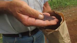 Planting Fall Greens - - Mustard And Turnip