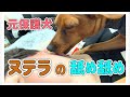 足舐め覚醒!元保護犬のミニチュアピンシャー•ヌテラの舐め舐めは師匠のミニチュアダックスフンドのミルク譲り?│ licking dog │ dog kisses