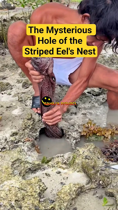 The Mysterious Hole of the Striped Eel's Nest #monstereels #fishing #shortsfeed #octopusdeploy