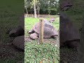 最も寿命(200年±)がある亀／貴重なアルダブラゾウガメ🐢