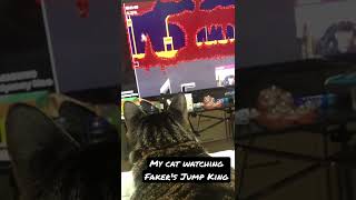 My cat likes to watch Faker's Jump King