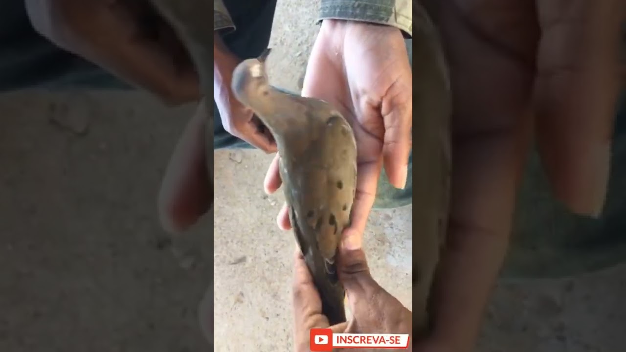 CHAMARIZ DE POMBA AVOANTE FEITA COM MULUNGU.