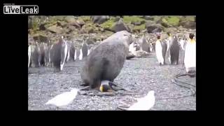 Seal Having With Penguin