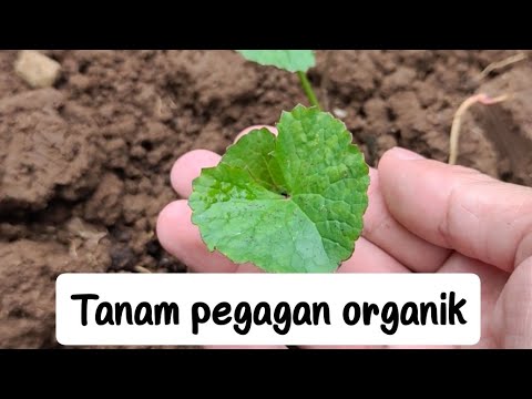 Video: Informasi Tanaman Pegagan - Cara Menanam Pegagan Di Kebun