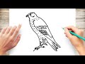 How to draw a falcon step by step for kids