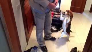 Бигль Встречает Хозяина