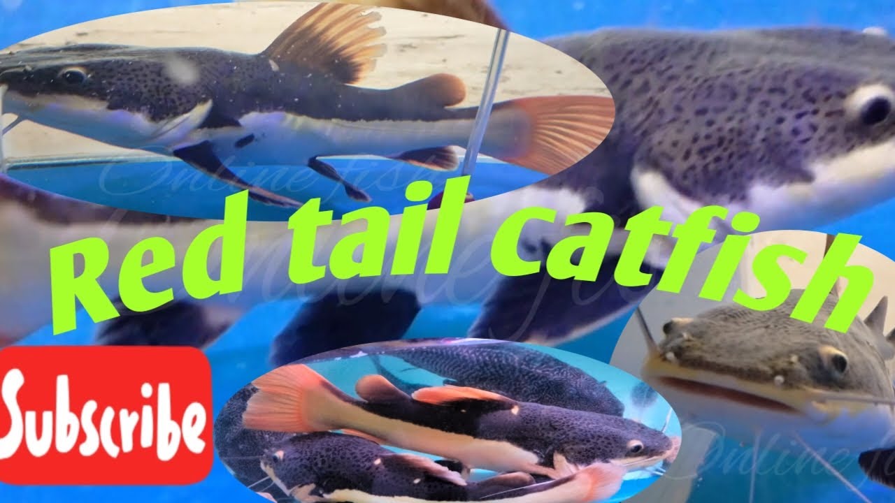 Red tail catfish ep.1100 YouTube