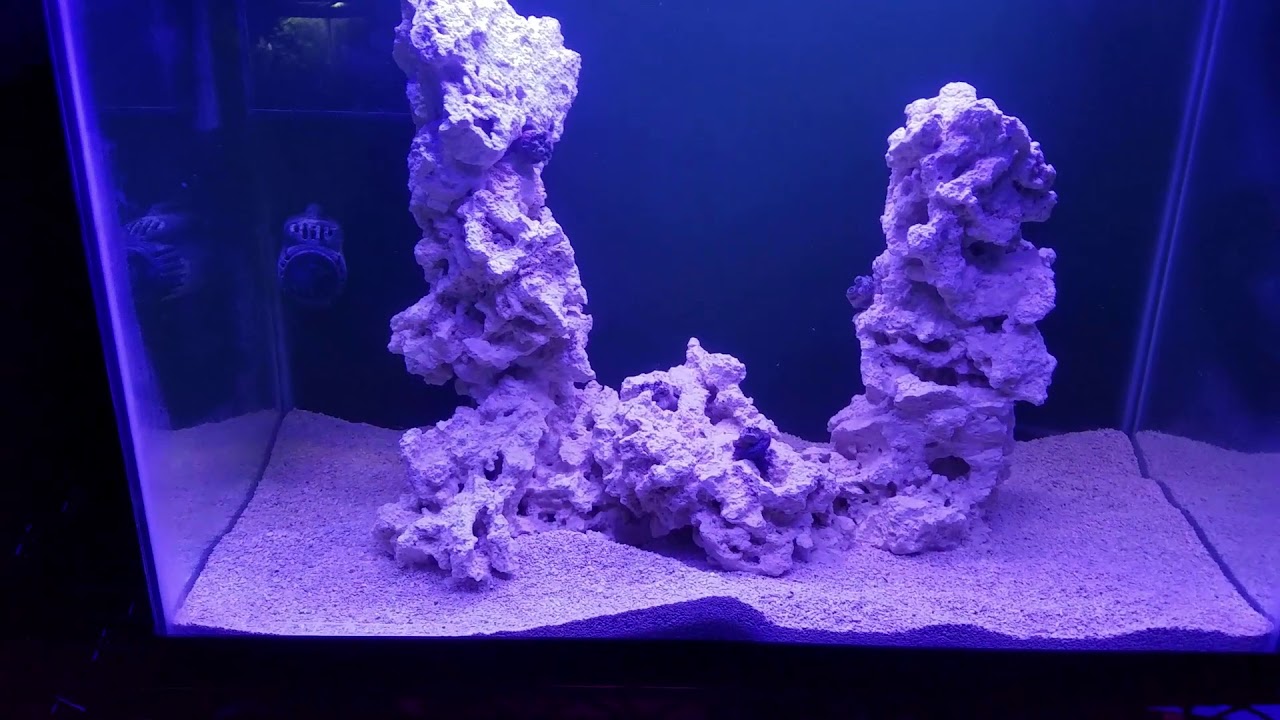 snake oil How-To Set Up an Aquarium [Part 9] -Adding Corals, Macro Algae & Shrimp!!!