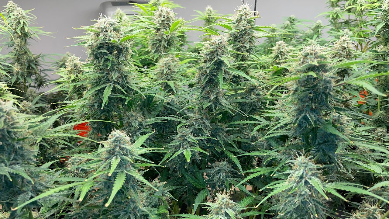 Octopots Grow Week 9 of Froyo Autoflower