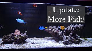 75 Gallon Reef Tank Update: More Fish