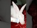 Fun video for my viewers. #rabbit #rabbits
