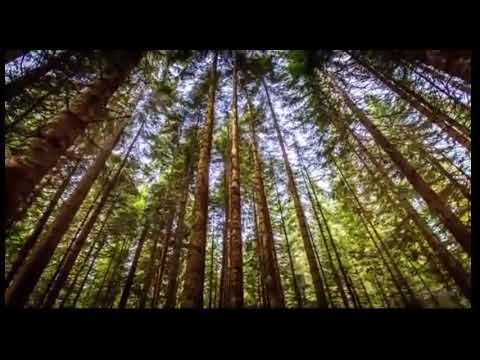 ولله ما في السماوات وما في الأرض ليجزي الذين أساءوا بما علموا ويجزي الذين أحسنوا بالحسنى