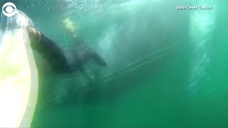 WEB EXTRA: Underwater Whale Rescue