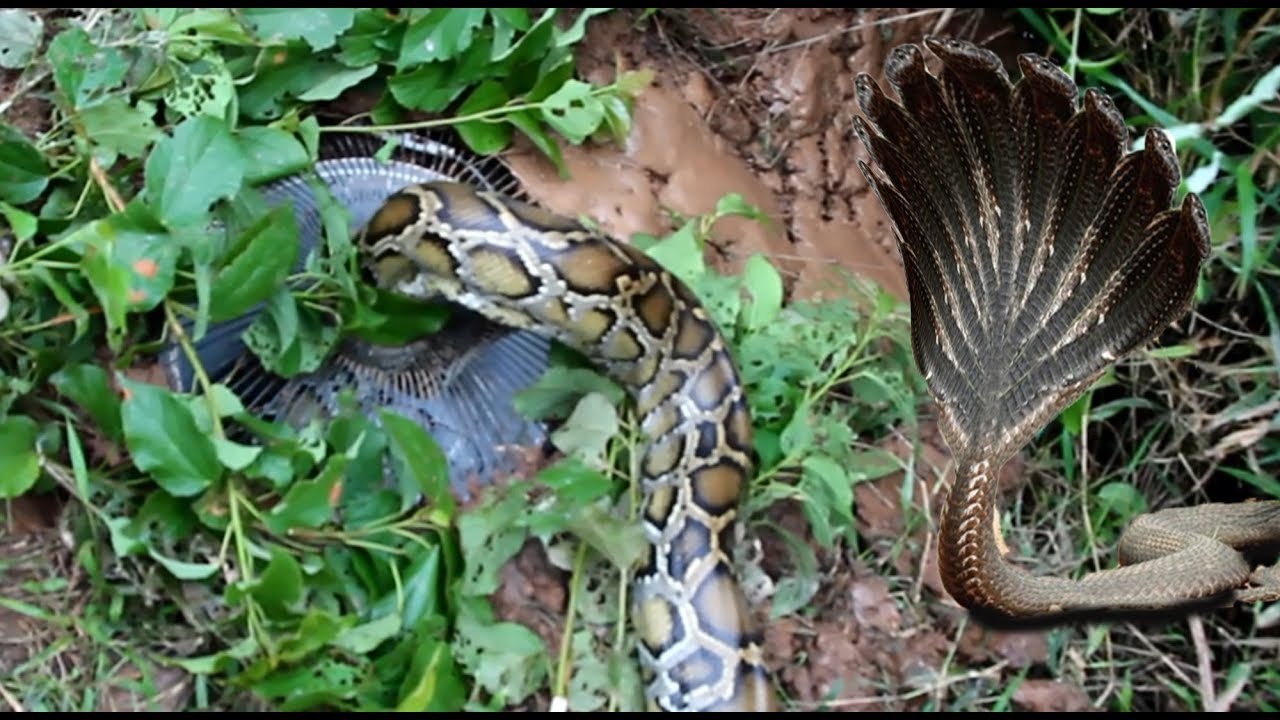 natural life mugs Smart!! Brave Boy Catch Very Big Snakes Nearby Rice Farm While The Make Trap Catch
