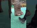 Elephant showcases Love for his Owner😍🐘