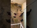 Two Dogs Were Starving They Were Forced To CONSUME The Body Of Their Deceased Companion[STORY BELOW]