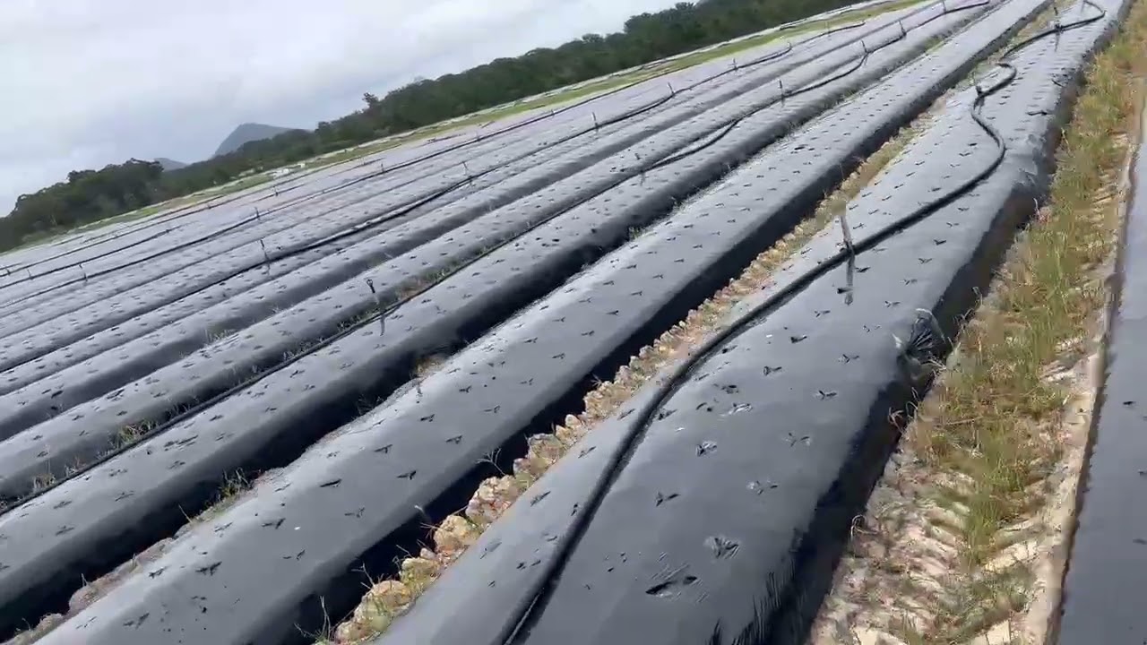 Black Mulch Film in Action — Proven Performance in the Field