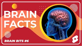 A Few Quick Brain Facts - Brain Bits