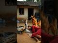 Sote Samay Samne Aa Gaya Azeem Saanp 😱 | Dog Ne Bachai Jaan 🐕🐍  //Dog Saves Sleeping Girl