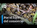 Bayer y las abejas | DW Documental