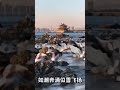 thousands upon thousands of seagulls take wing in unison, #Qingdao