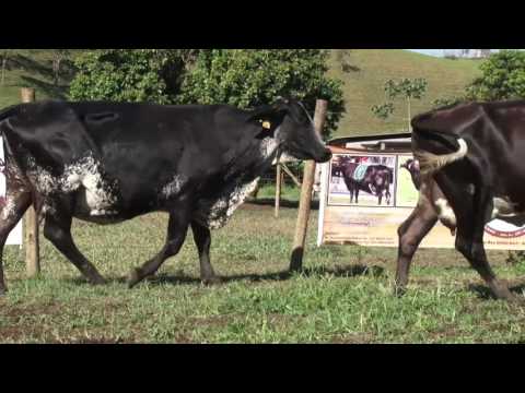 LOTE 59