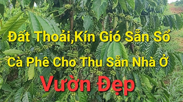 (Số 953)Vườn Cà Phê,Hồ Tiêu Cho Thu Ngay Thế Đất Kín Gió Nước Bao La Sẵ.n Sổ 