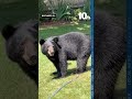 Bear heads for the bird feeder