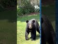 Bear heads for the bird feeder