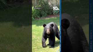 Bear heads for the bird feeder
