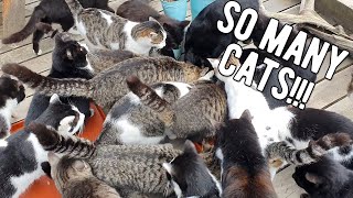 Japan's Cat Island Tashirojima | A Cat Lover's Paradise | Japan Cheap Food & Travel by Poor Man's Backpack 191,011 views 3 years ago 9 minutes, 52 seconds