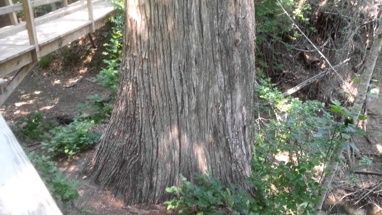 McKinney Falls 500 year old Cypress Tree!