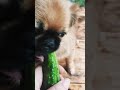 пекінес їсть огірок pekingese dog eating a  cucumber vegan пекинес кушает огурец