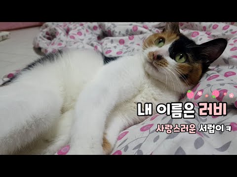 똥괭탐구생활 | 내 이름은 서럽이의 러비(럽이)! (사랑스러움 주의!)