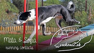 Martina & Sofia: Agility Training: Running Contacts