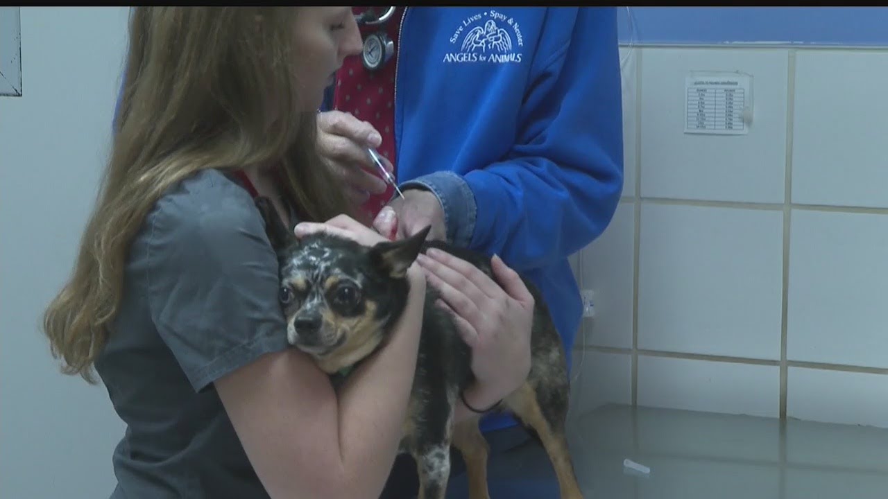 Angels for animals holds rabies and flu vaccine clinic in canfield