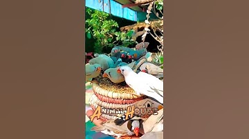 Java Sparrow Diet 🐦 Java Finch #shorts #finches #birds