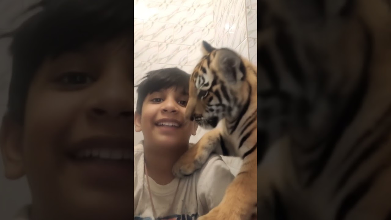 I have baby tiger name is a maggio