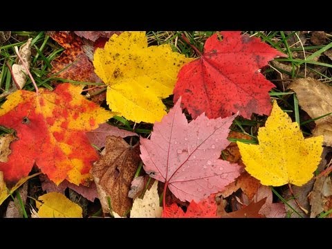 Vídeo: Autumn Leaf Color - Razões para a mudança de cor da folha no outono
